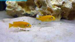 aquarium-von-markus-huette-becken-5460_Pseudotropheus saulosi Girls