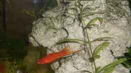 aquarium-von-eo-becken-5476_3 Xiphophorus helleri ( Schwertträger )