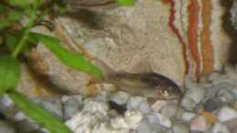 aquarium-von-eo-becken-5476_3 Corydoras aeneus ( Schwielen- und Panzerwels ) 