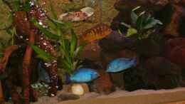 aquarium-von-marion-goike-becken-5482_