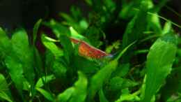 aquarium-von-tim-becken-5485_Red Cherry (w)