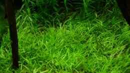 aquarium-von-patrick-stobbe-becken-5501_Ultricularia graminifolia