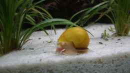 aquarium-von-stefan-danner-becken-5559_Apfelschnecke