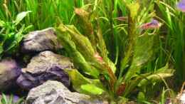 aquarium-von-henric-beyer-becken-5576_Echinodorus green flame