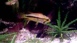 aquarium-von-thomas-schmidt-becken-5584_Apistogramma cacatuoides -2.Weibchen