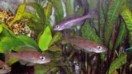 aquarium-von-markus-seipp-becken-5590_Weibchen von C.leptosoma