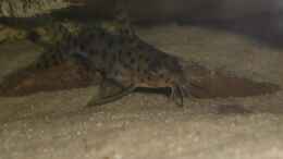 aquarium-von-martin-hector-becken-5614_Synodontis njassae