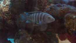 aquarium-von-milatz-darian-becken-562_nochmal C. Afra (altes Bild)