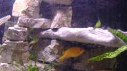 aquarium-von-milatz-darian-becken-562_rechte Seite