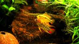 aquarium-von-thomas-glaesel-becken-5627_Apistogramma macmasteri (m+w)