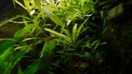 aquarium-von-thomas-glaesel-becken-5627_Hygrophila Polysperma