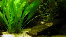 aquarium-von-thomas-glaesel-becken-5627_Echinodorus bleheri