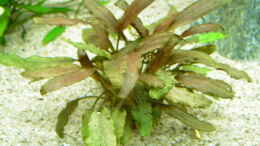 aquarium-von-alexander-uschkoreit-becken-5642_Cryptocoryne wendtii