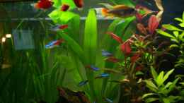 aquarium-von-chris-81-becken-5681_Platys, Neons, Kakadumännchen