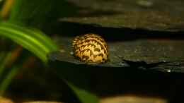 aquarium-von-basti-hh-becken-5730_Unsere kleine Rennschnecke