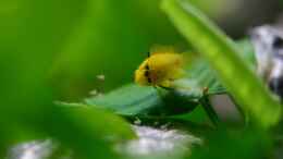 aquarium-von-basti-hh-becken-5730_Apistogramma borelli (w) mit Nachwuchs