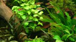 aquarium-von-basti-hh-becken-5730_