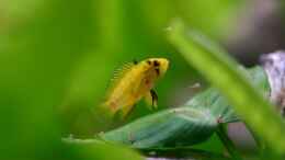 aquarium-von-basti-hh-becken-5730_Apistogramma borelli (w) mit Nachwuchs