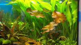 aquarium-von-denis-aschenbach-becken-5734_rechtes Seite