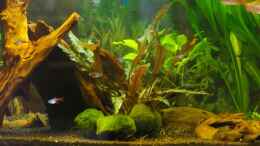 aquarium-von-denis-aschenbach-becken-5734_mitte