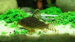 aquarium-von-steffen-l--becken-5752_25.11.2007: Corydoras sterbai - Orange-Schönflossenpanzerwe