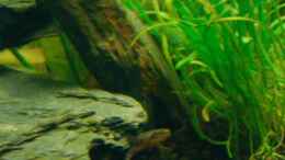 aquarium-von-viktoria-plum-becken-5755_