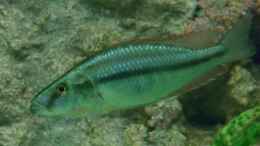 aquarium-von-christof-brixner-becken-5765_Dimidiochromis compressiceps  Bock