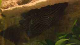 aquarium-von-christof-brixner-becken-5765_L027 Panaque nigrolineatus, Royal-Pleco