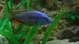 aquarium-von-christof-brixner-becken-5765_Dimidiochromis strigatus Bock 