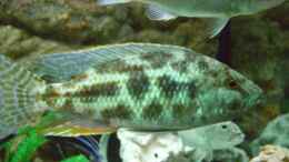 aquarium-von-christof-brixner-becken-5765_Nimbochromis polystigma Bock