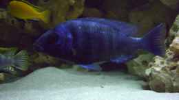 aquarium-von-christof-brixner-becken-5765_Placidochromis phenochilus tanzania