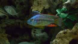 aquarium-von-christof-brixner-becken-5765_Dimidiochromis strigatus Bock 