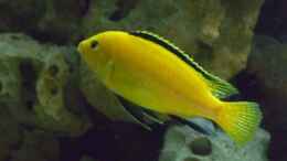 aquarium-von-christof-brixner-becken-5765_Labidochromis caeruleus ???yellow???  