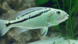 aquarium-von-christof-brixner-becken-5765_Aristochromis christyi  