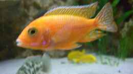 aquarium-von-christof-brixner-becken-5765_Aulonocara spec. Firefish Bock