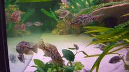 aquarium-von-christof-brixner-becken-5765_