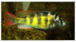 aquarium-von-claudio-mueller-becken-5801_Haplochromis thick skin