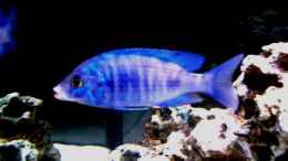 aquarium-von-claudio-mueller-becken-5801_Placidochromis Phenochilus (white lips)