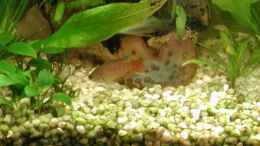 aquarium-von-elke-loesch-becken-5803_Makropode