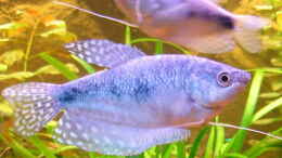 aquarium-von-robert-hoetzinger-becken-5815_Blauer Fadenfisch