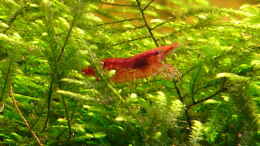 aquarium-von-robert-hoetzinger-becken-5815_Red Fire Garnele