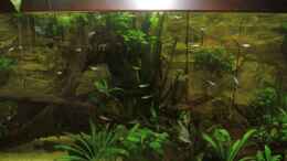 aquarium-von-michael-schilling-becken-5816_Rotkopfsalmler