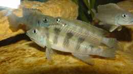 aquarium-von-oliver-krahe-becken-5823_Lamprologus congoensis Gruppe