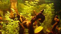 aquarium-von-tobias-friese-becken-5826_