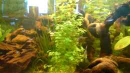 aquarium-von-tobias-friese-becken-5826_