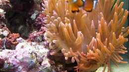 aquarium-von-alper-alihsan-becken-5853_Kupferanemone mit Clowni Stand 16.09.08