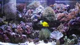 aquarium-von-alper-alihsan-becken-5853_Stand 29.03.2009