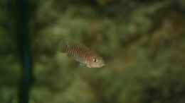 aquarium-von-katrin-raetz-becken-588_Neolamprologus