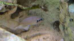 aquarium-von-andi-becken-5895_Neolamprologus brichardi