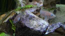 aquarium-von-andi-becken-5895_Neolamprologus multifasciatus